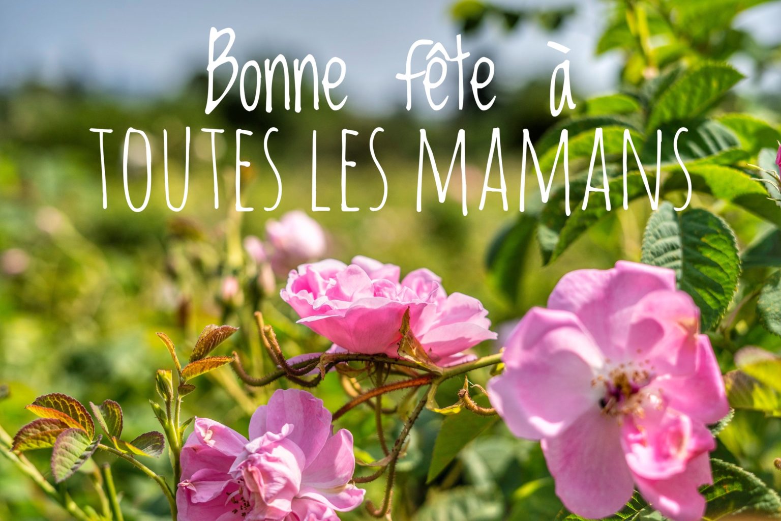 Une bonne fête à toutes les Mamans - Jérôme Viaud
